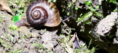 Cyclophorus moellendorffi