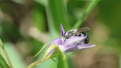 Colletes titusensis
