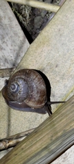 Cyclophorus moellendorffi