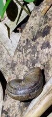 Cyclophorus moellendorffi