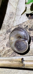 Cyclophorus moellendorffi