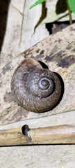 Cyclophorus moellendorffi