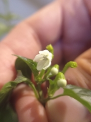 Capsicum annuum