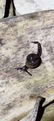 Ovachlamys