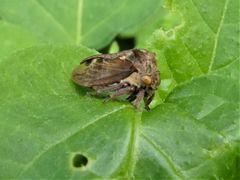Centrotus