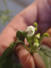Capsicum annuum