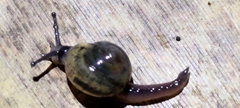 Ovachlamys