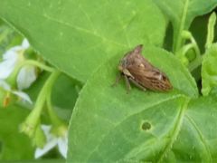 Centrotus