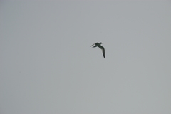 Thalasseus bengalensis