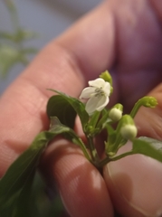 Capsicum annuum