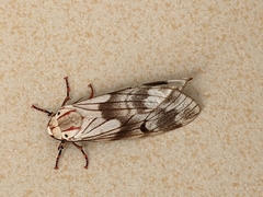 Lepidoptera