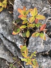 Berberis schaaliae
