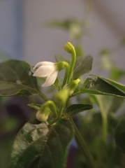 Capsicum annuum