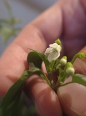 Capsicum annuum