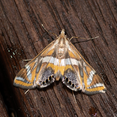 Margarosticha sphenotis