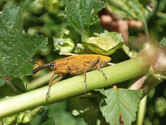Lixus pulverulentus