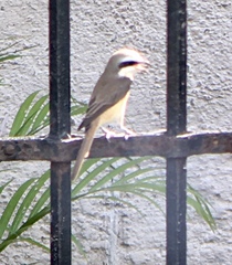 Lanius cristatus
