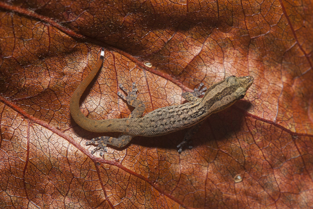 Hispaniolan Eyespot Sphaero