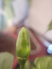 Capsicum annuum