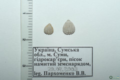 Branchiopoda