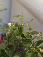 Capsicum annuum