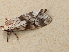 Lepidoptera