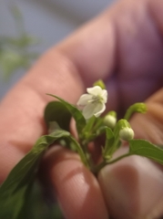 Capsicum annuum