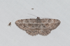 Psilalcis isombra