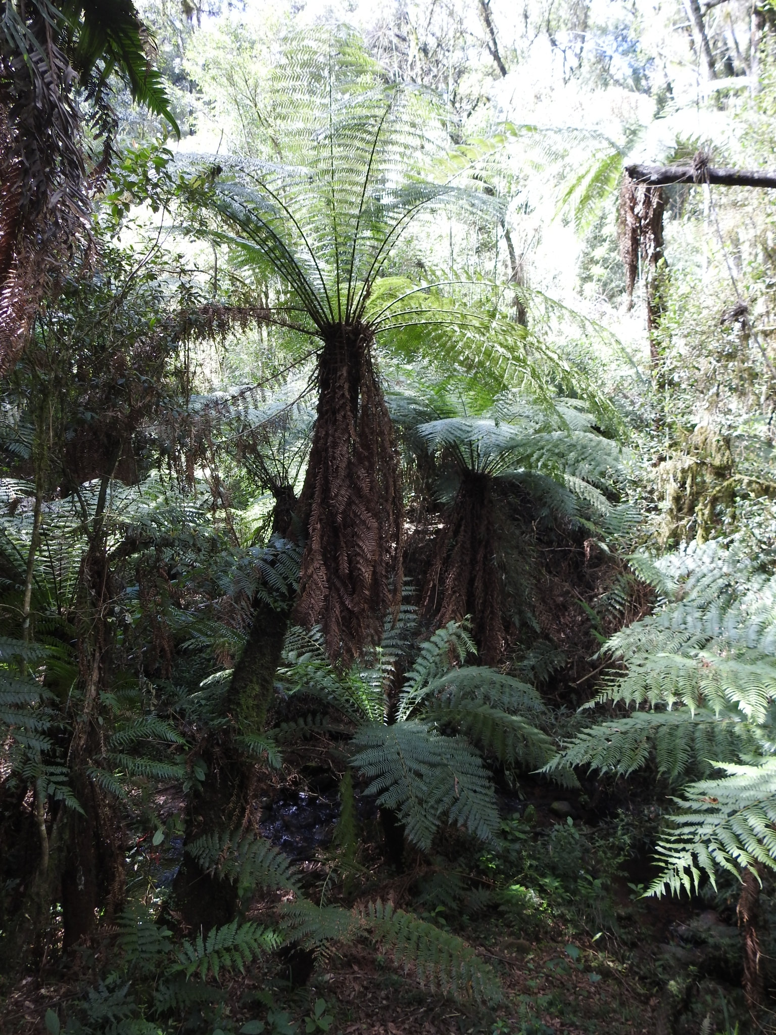 Dicksonia sellowiana