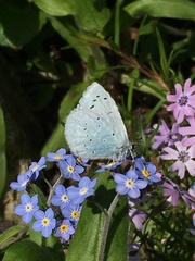 Celastrina argiolus