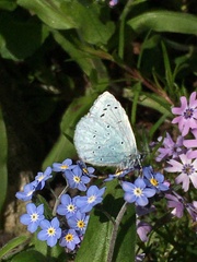 Celastrina argiolus
