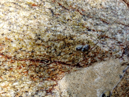 Siphonaria maura