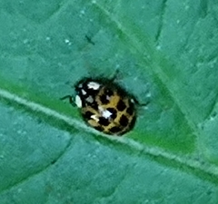 Harmonia axyridis