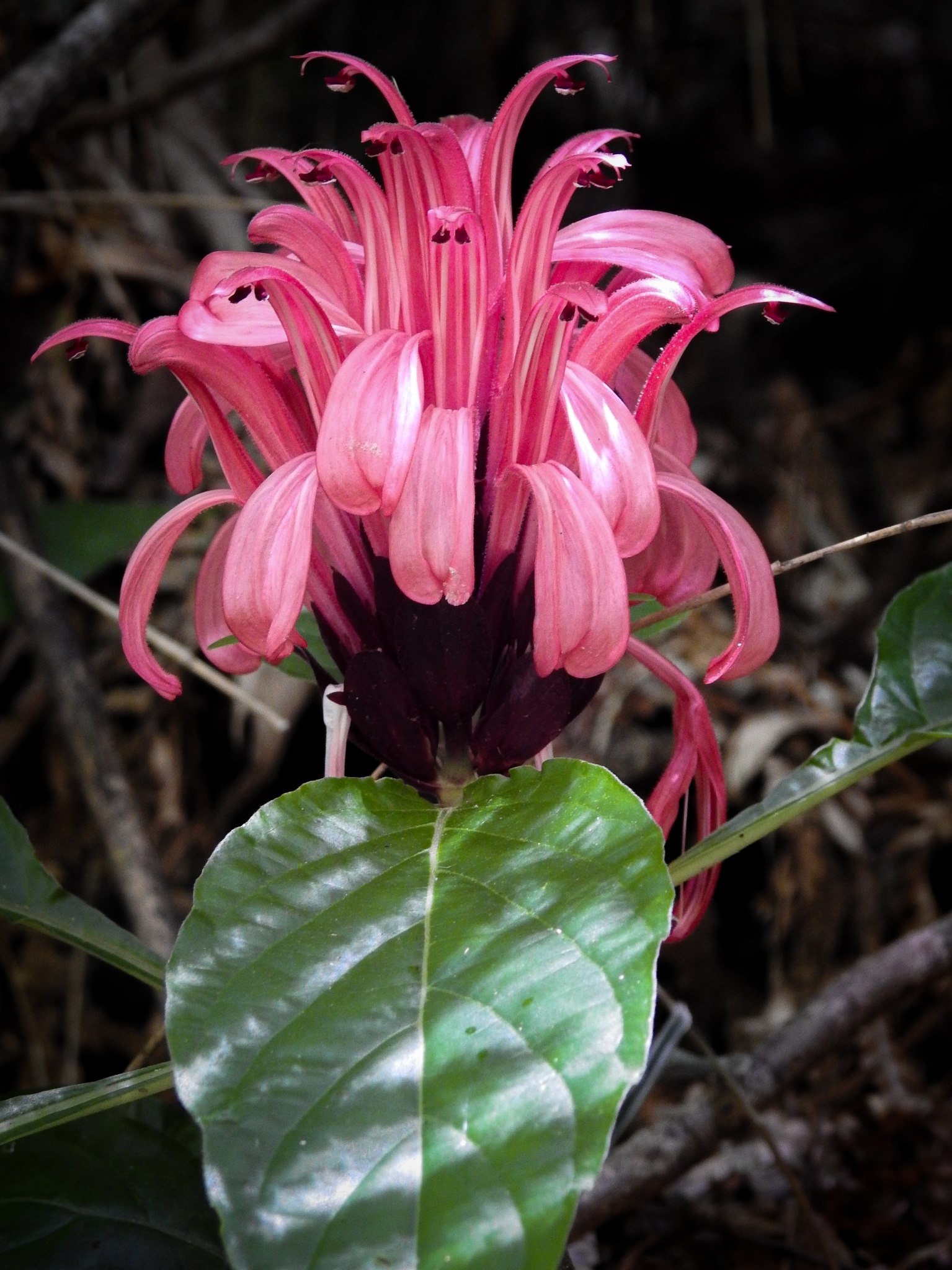 Justicia carnea