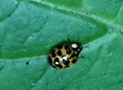 Harmonia axyridis