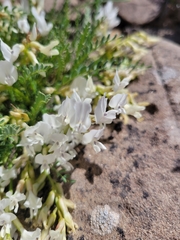Astragalus debequaeus