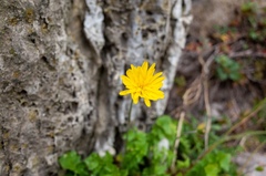 Hyoseris radiata