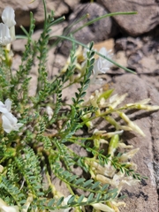 Astragalus debequaeus