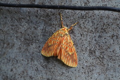 Barsine striata