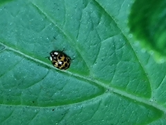 Harmonia axyridis