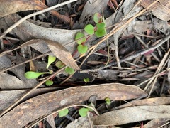 Gonocarpus micranthus micranthus