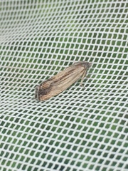 Eucosma radiatana
