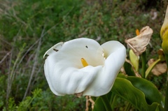 Zantedeschia aethiopica