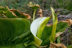 Zantedeschia aethiopica