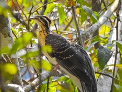 Dromococcyx phasianellus