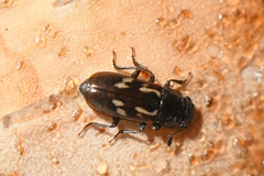 Glischrochilus vittatus