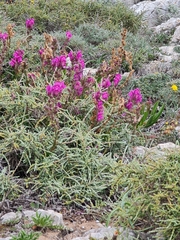 Antirrhinum majus