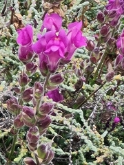 Antirrhinum majus