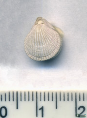 Branchiopoda