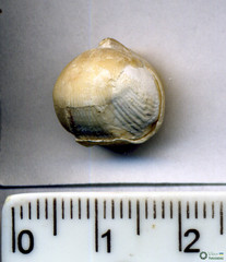 Branchiopoda